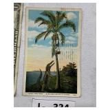 1920s Postcard Gator Joke