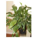 Live Plants