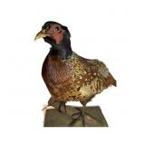 Vintage STANDING TAXIDERMY PHEASANT MOUNT