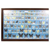 20TH C. FRAMED TAIWANESE BUTTERFLY SPECIMENS