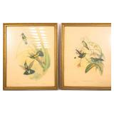 FRAMED JOHN GOULD BIRD LITHOGRAPHS LOT OF 2