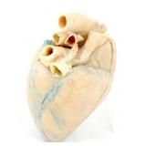 LIFE SIZE SCALE EDUCATION MODEL OF HUMAN HEART