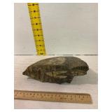 Fossil Fragment with Chambered Shell