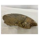 Possibly Partial Fossilized Mammoth Tusk