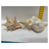 Giant Horse Conch and Conch Shell Pair
