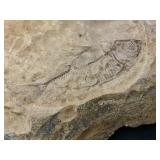 Fossilized Fish from Green River Formation