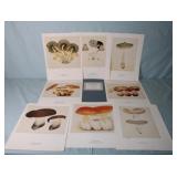 Set of 8 Prints - Les Champignons de J.H. Fabre,