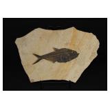 Diplomyst US Fish Fossil 12" x 18"
