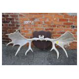 Moose Horns 57" wide
