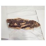 PETRIFIED WOOD TREE PART 9