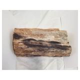PETRIFIED WOOD TREE PART 8