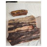 PETRIFIED WOOD TREE PART 1
