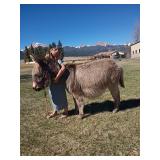 Miniature Donkey