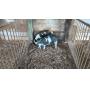 Small Animal, Hay & Consignment Auction
