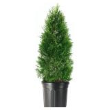 Arborvitae Emerald | 2 Live Gallon Size