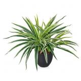 Fake Hanging Plant, Faux Spider Plant, 12 Inch