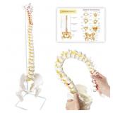 SPINE MODEL 34.6' LIFE SIZE SPINAL CORD MODEL, FLE