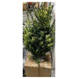 LIVE PLANT