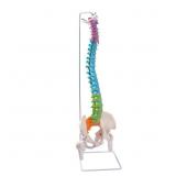 $110 BREESKY FLEXIBLE SPINE MODEL, 34.6' LIFE SIZE