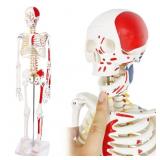 EVOTECH SCIENTIFIC NUMBERED MINI HUMAN SKELETON MO
