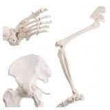 HUMAN LOWER LIMB SKELETON MODEL, LIFE-SIZE 36" ANA