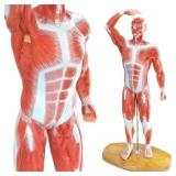 $108 MINIATURE HUMAN MUSCLE ANATOMICAL MODEL - 1/3