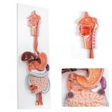 $188 EVOTECH SCIENTIFIC HUMAN DIGESTIVE SYSTEM ANA
