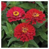 4.5 IN. RED ZINNIA PLANT