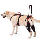 $180 DOG KNEE BRACE WITH LIFT HARNESS FOR BACK LEG