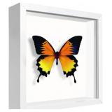 5X5 SMALL SHADOW BOX FRAME DISPLAY CASE, DISPLAY C