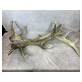 Set of Elk Antlers