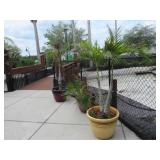 6 Potted Plants in Planters