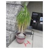 2 Small Palm Trees in Planters