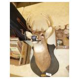 BUCK DEER MOUNT