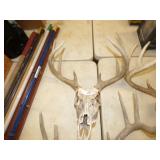 DEER HEAD