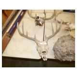 DEER HEAD