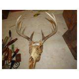 DEER HEAD