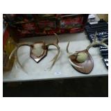 2 DEER ANTLERS