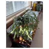 Christmas Cactus thatï¿½s holding on - we have