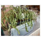 Larger Christmas Cactus thatï¿½s holding on - we