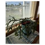 Christmas Cactus thatï¿½s holding on - we have