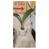 House plant (laundry room)