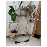 Plant stand with plants- plants have been watered