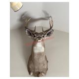 Should Deer Head Mount  (Living Room above large