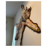 Coyote head and Pelt Rug  (Living Room)