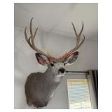 Shoulder Mount Deer Taxidermy (living room)