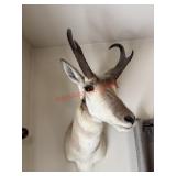 Antelope Pronghorn shoulder Mount   (living room)
