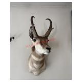 Antelope Pronghorn shoulder Mount   (living room)