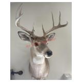 Deer Head Shoulder Mount Taxidermy (living room)