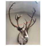 Caribou Should Mount Taxidermy  (living room)